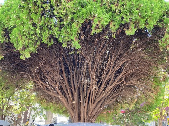 10月9日に、職員で、一部ではありますが、木の伐採をしました。
駐車時には、ご迷惑をおかけしました。
引き続き、整備を続いてまいります。
よろしくお願いします。
#県民体育館 #高知県立県民体育館 #高知市 #高知県